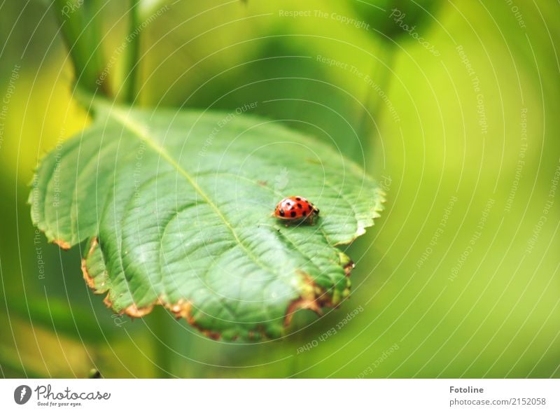 lucky crawler Environment Nature Plant Animal Summer Leaf Foliage plant Garden Park Beetle 1 Free Bright Small Near Natural Green Red Black Ladybird Happy Crawl