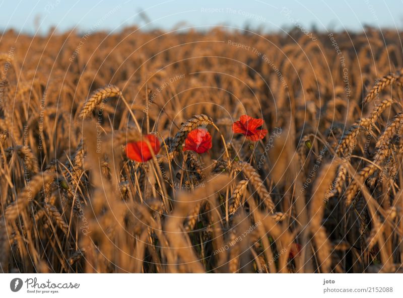 Three Food Agriculture Forestry Environment Nature Landscape Plant Horizon Summer Flower Cornfield Poppy Field Fragrance Relaxation Eroticism Idyll Senses Moody