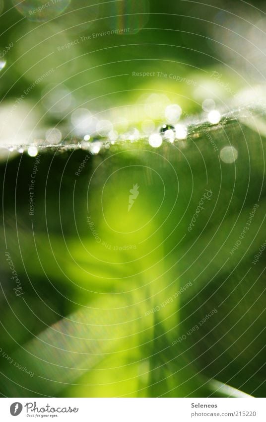 pearls Environment Nature Water Drops of water Spring Summer Plant Foliage plant Glittering Illuminate Wet Colour photo Exterior shot Detail Deserted