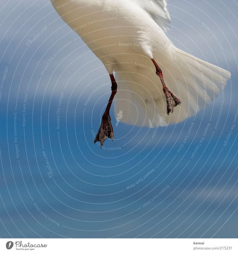 Sandy feet Nature Animal Sky Clouds Sunlight Summer Beautiful weather Wild animal Bird Seagull Animal foot Feather Tails tail feathers 1 Flying Blue White Hover