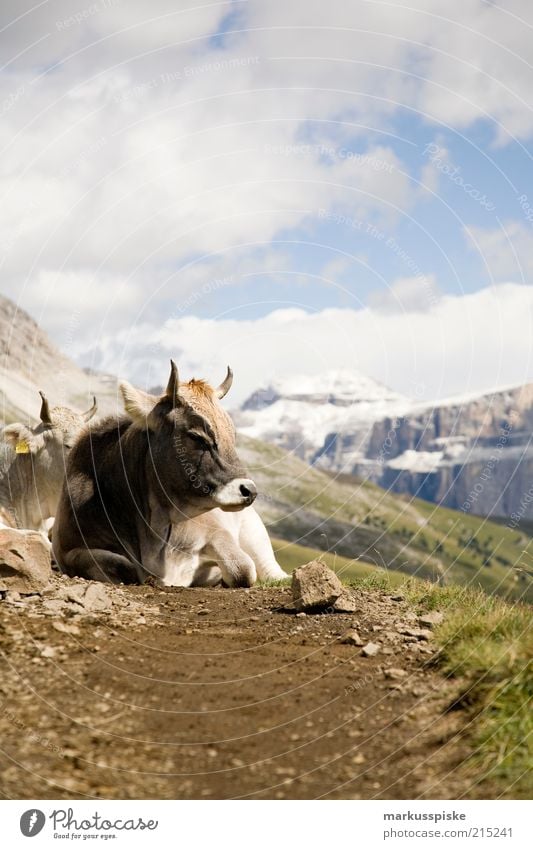 high mountain milk dispenser Trip Adventure Far-off places Freedom Mountain Landscape Plant Animal Summer Rock Alps South Tyrol Plattkofel Piz boe