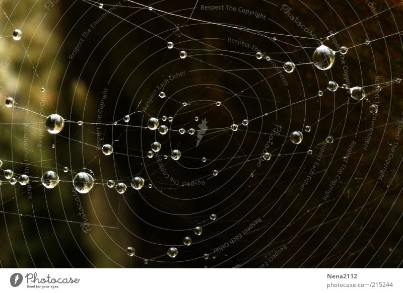 The Web Drops of water Water Rain Rainwater Condensation Dew Spider's web Net Nature Macro (Extreme close-up) Exterior shot Close-up Detail Dark Interlaced