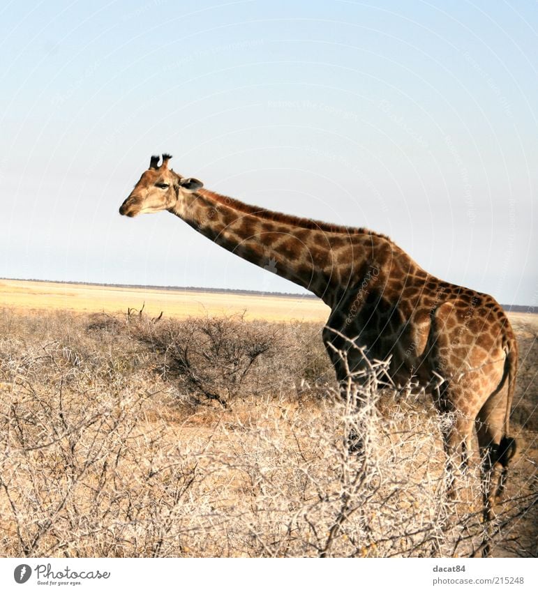 giraffe Animal Wild animal Animal face Pelt 1 Observe Blue Brown Yellow Etosha pan Giraffe Africa Namibia Colour photo Exterior shot Deserted Copy Space top