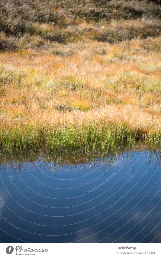 carpet of paint Grassland Reflection Water Sky Sky blue Blue sky Clouds Plant Yellow Brown Multicoloured Growth Lake Lakeside River bank uncontrolled growth