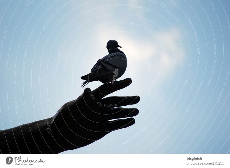 Better the dove ... Hand Bird Pigeon 1 Animal Sit Wait Blue Watchfulness Patient Calm Sky Colour photo Subdued colour Exterior shot Copy Space left