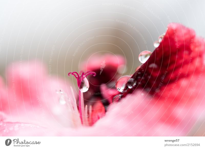 inconspicuous detail pistil - close at hand Plant Drops of water Summer Rain Flower Garden Near Wet Gray Pink Red Macro (Extreme close-up) Landscape format