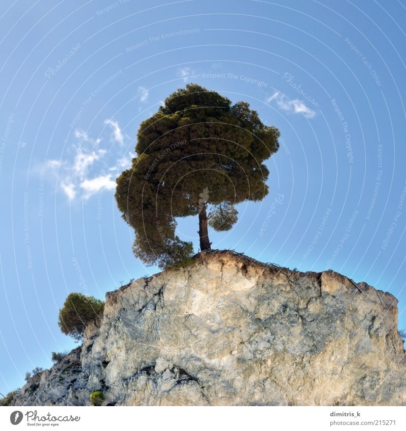 cliff tree Beautiful Mountain Environment Nature Landscape Plant Sky Clouds Tree Hill Rock Stone Natural Blue Green Loneliness Colour Cliff Background picture