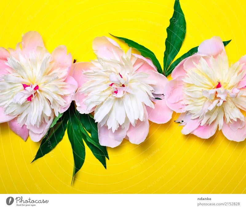 buds of pink flowering peonies Feasts & Celebrations Valentine's Day Mother's Day Wedding Birthday Nature Plant Flower Leaf Blossom Bouquet Blossoming Fresh