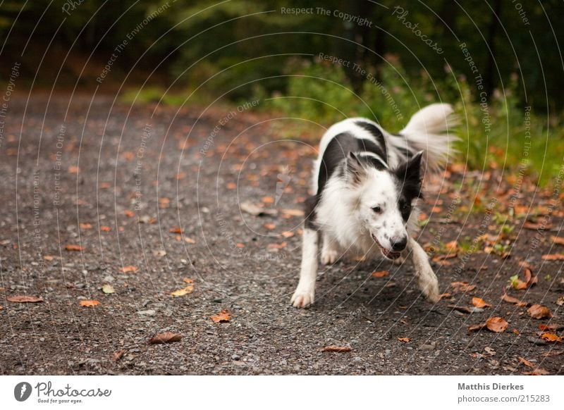 frisky Animal Pet Dog 1 Playing Dog's head Dog's snout Collie Start position Speckled Black White Nature Lanes & trails Colour photo Exterior shot