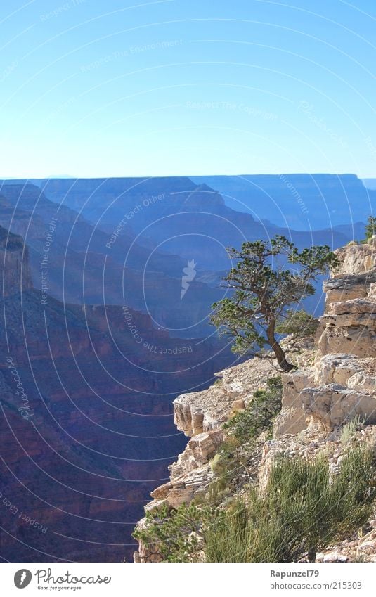 towards the sun Nature Landscape Sky Sunlight Summer Tree Rock Canyon Blue Brown Green Colour photo Exterior shot Day Sunbeam Grand Canyon Deserted Deep Edge