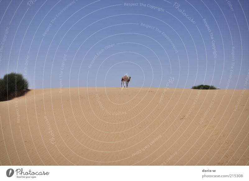 dromedary Sand Sky Cloudless sky Sun Warmth Drought Bushes Beach Desert Oasis Animal Farm animal Wild animal 1 Exotic Dromedary Camel Camel hump Going