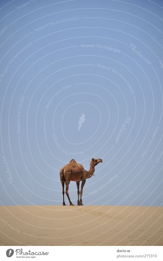 camel safari Sky Cloudless sky Warmth Drought Desert Animal Farm animal Wild animal 1 Dromedary Camel Thar desert India Dry Sand Exotic Camel hump Freedom