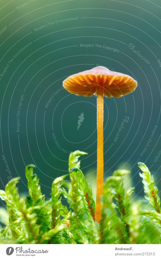 midget Environment Nature Plant Autumn Moss Green Mushroom Mushroom cap Yellow poisonous mushroom Small Woodground Macro (Extreme close-up) Lamella Colour photo