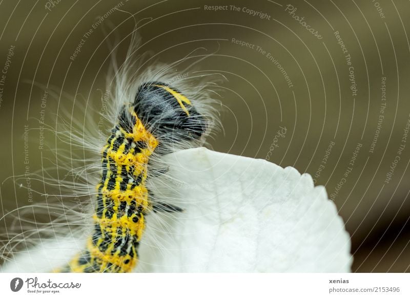 be on the lookout Summer Hydrangea Garden Butterfly Caterpillar 1 Animal Observe Looking Yellow Black White Striped Hairy moon bird moonspot Phalera bucephala