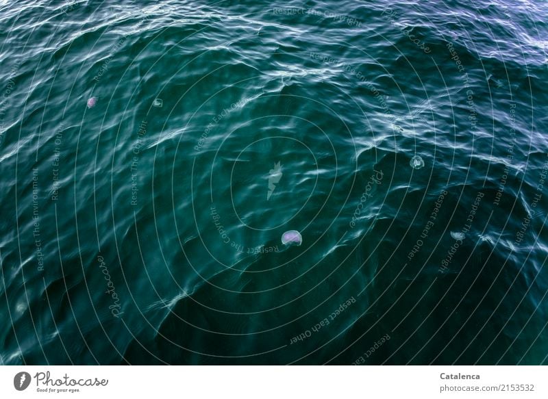 Jellyfish floating on the sea surface Nature Elements Water Summer Beautiful weather Waves Ocean Atlantic Ocean High sea Group of animals Swimming & Bathing