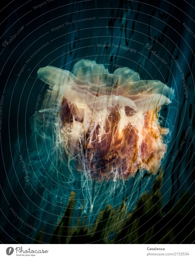 Yellow hair jellyfish swims by Nature Animal Elements Water Summer Ocean Jellyfish Nettle animal 1 Movement Swimming & Bathing Maritime Wet Soft Blue Orange