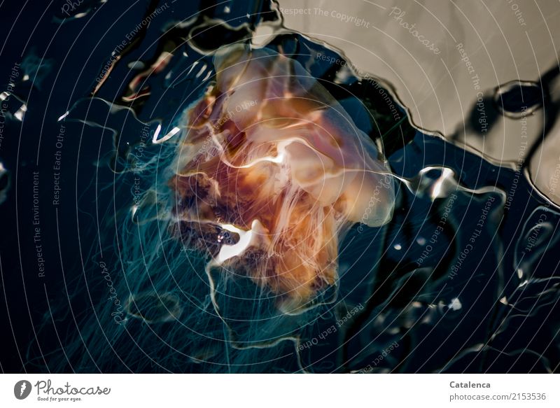 Disappearing, a jellyfish swims under the yacht Nature Water Summer Beautiful weather Waves North Sea Ocean Yacht Sailboat Ship's side Jellyfish 1 Animal