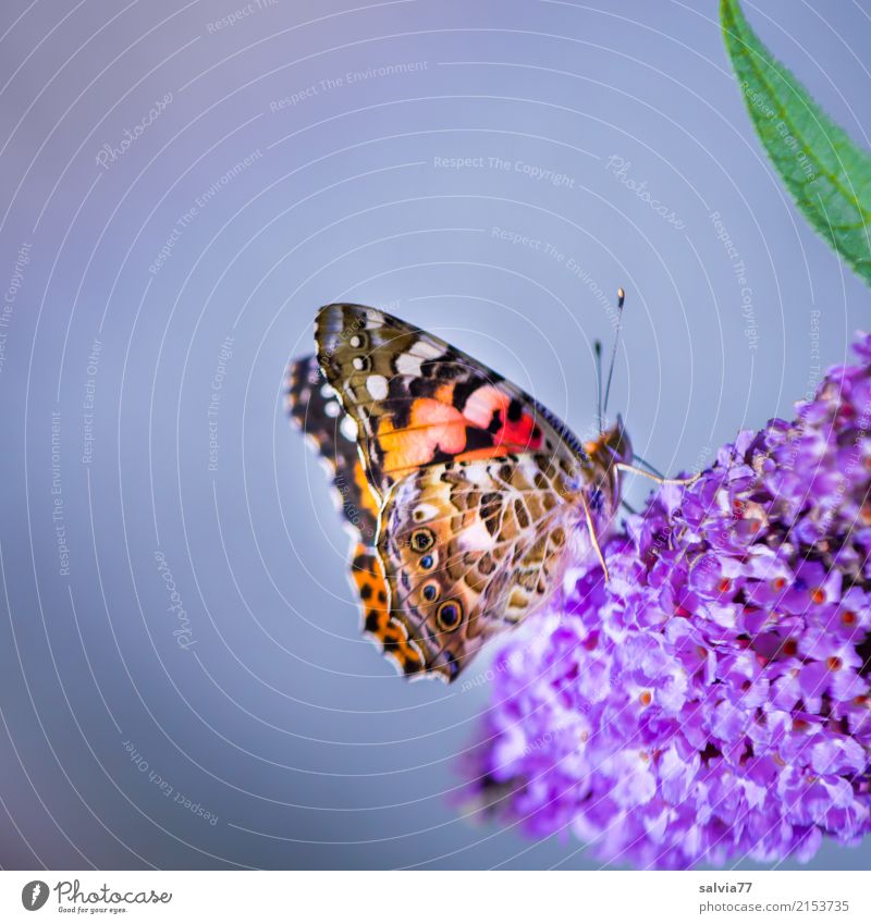 sweet scent Nature Plant Animal Summer Flower Leaf Blossom Buddleja Garden Butterfly Wing Painted lady Insect 1 Blossoming Fragrance Love Delicious Sweet Gray