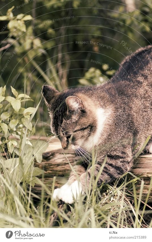 200 times sharpen claws Animal Pet Claw Paw Beautiful Colour photo Exterior shot Cat's paw Deserted Grass Movement Catch Hunting Prowl Free-living Day