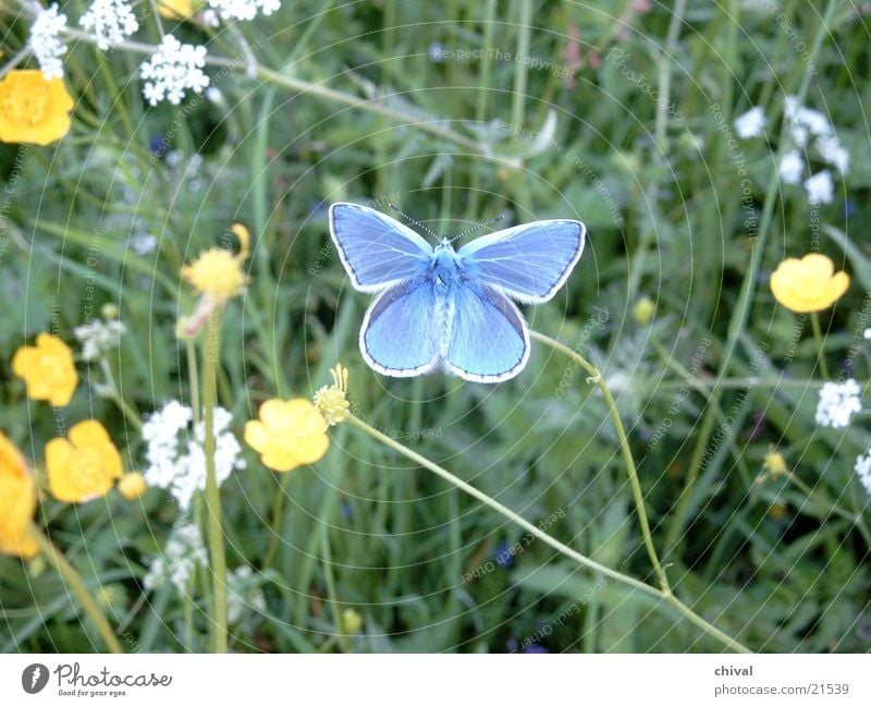 blue Butterfly Meadow Flower butterfly Close-up