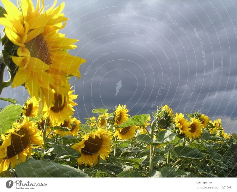 Sunflower&Clouds Field Moody Agriculture Wind