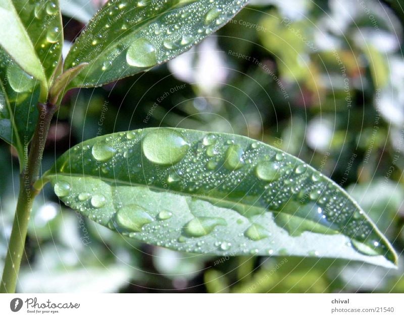 rainbow leaf Leaf Summer Fresh Rain Garden Detail