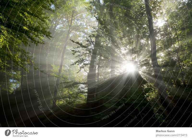 Light rays in the forest Nature Landscape Plant Air Weather Bad weather Fog Tree Forest Gray Green Dark Sunbeam Hut Leaf Natural phenomenon Flare