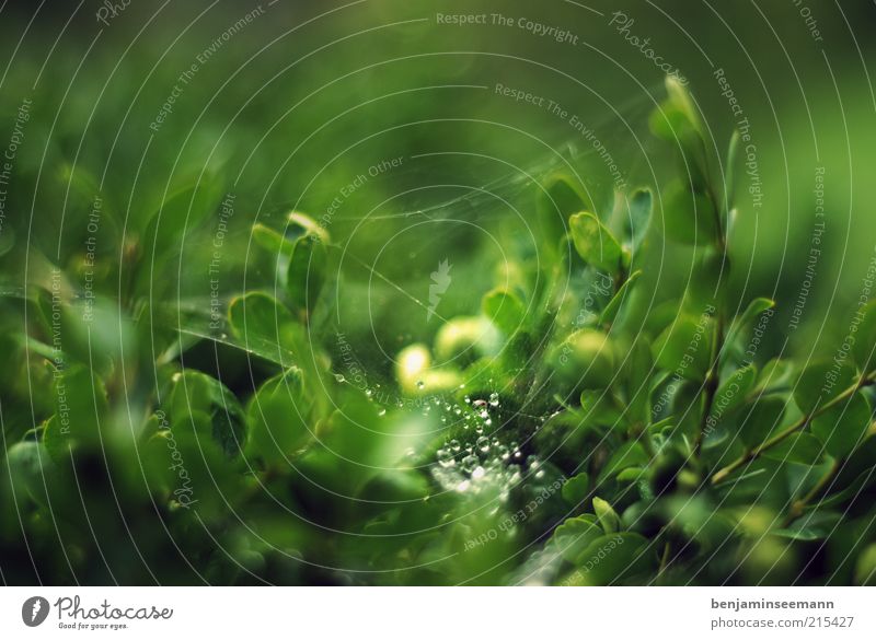 trickle Nature Drops of water Plant Bushes Green Black Spider's web Foliage plant Light Colour photo Exterior shot Detail Macro (Extreme close-up) Deserted