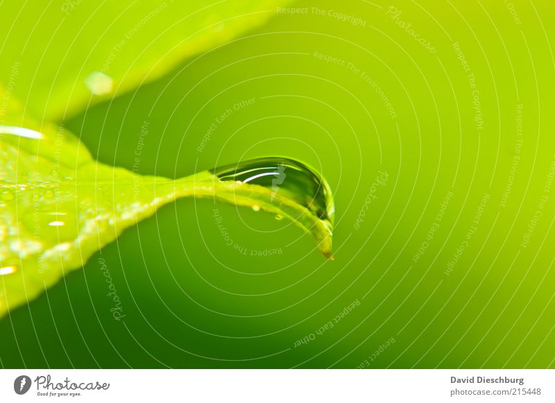 green & green Life Harmonious Nature Plant Water Drops of water Spring Summer Weather Rain Leaf Foliage plant Green Wet Dew Damp Glittering Round Colour photo