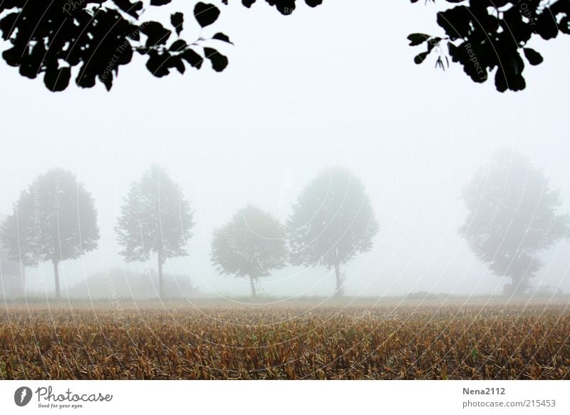 obfuscated Environment Nature Landscape Earth Sky Autumn Climate Weather Beautiful weather Bad weather Fog Field Esthetic Authentic Infinity Bright Wet White