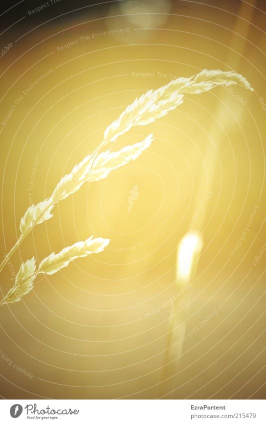 light in Grain Summer Environment Nature Landscape Plant Sunlight Beautiful weather Grass Illuminate Growth Esthetic Glittering Warmth Yellow Gold Grown Seasons