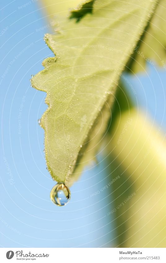 Drop Food Nature Plant Elements Water Drops of water Sky Horizon Sun Sunrise Sunset Sunlight Climate Rain Grass Leaf Cool (slang) Good Blue Multicoloured Yellow