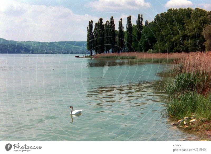 Mettnau Lake Common Reed Swan Poplar Coast