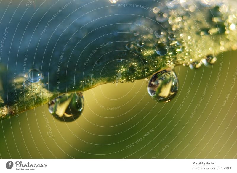 Drops Nature Plant Elements Water Drops of water Sun Autumn Climate Rain Grass Leaf Blue Multicoloured Yellow Gold Green Silver Colour photo Close-up Detail