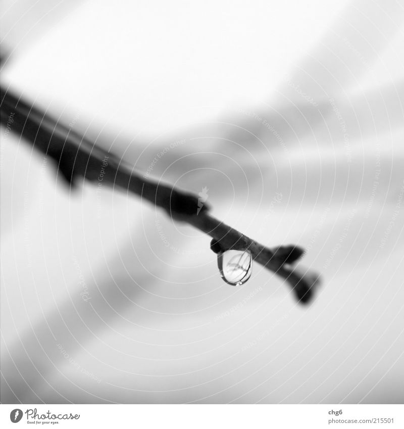 The drop Nature Drops of water Autumn Plant Wood Water Hang Cold Near Gray Black White Purity Twig Reflection Black & white photo Exterior shot Close-up Detail