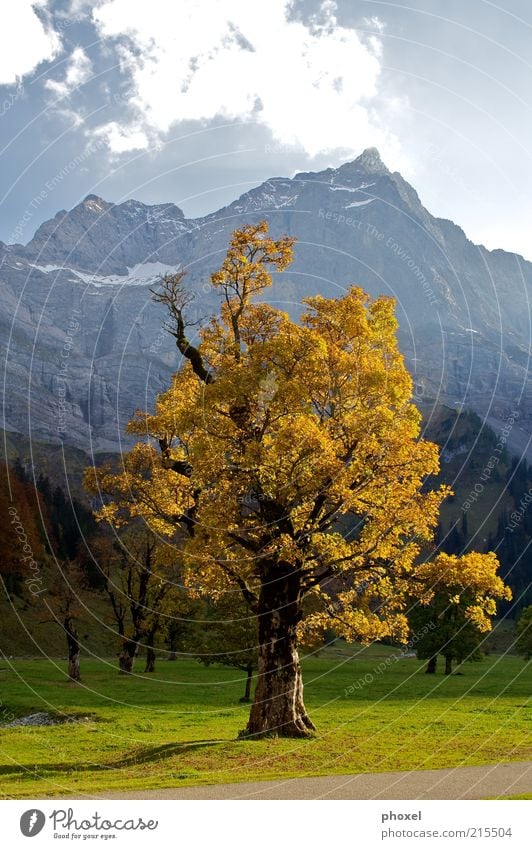 maple Mountain Environment Landscape Clouds Autumn Tree Wild plant Alps Snowcapped peak Old Brown Red Nature Maple tree Contrast Middle Large Mountain range