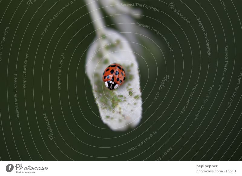 the big feast Plant Summer Leaf Animal Beetle Wing 1 Green Red Nature Subdued colour Exterior shot Close-up Macro (Extreme close-up) Pattern Dawn