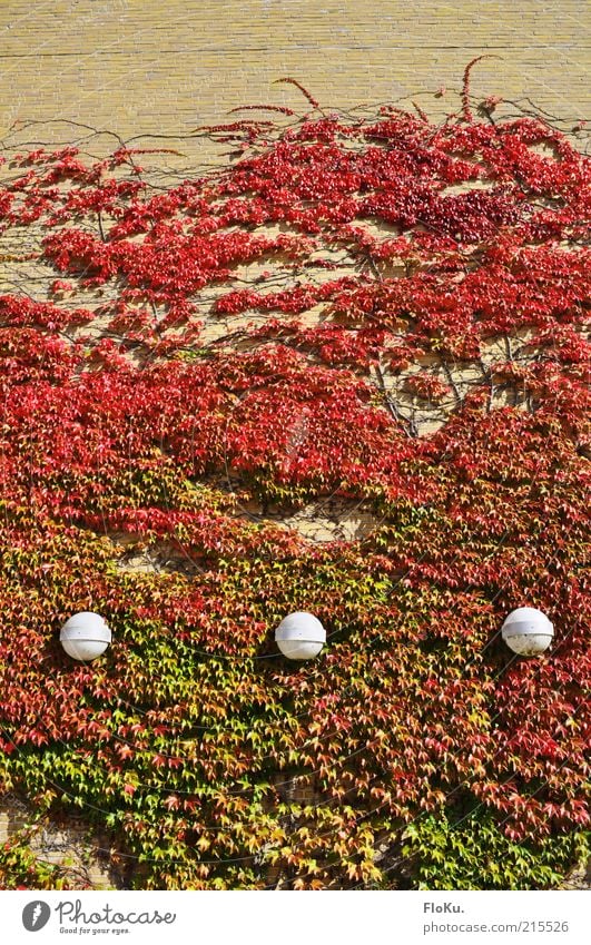 Lamps in a leaf fire Plant Autumn Leaf Manmade structures Building Wall (barrier) Wall (building) Growth Warmth Red Round Overgrown Facade Colour photo