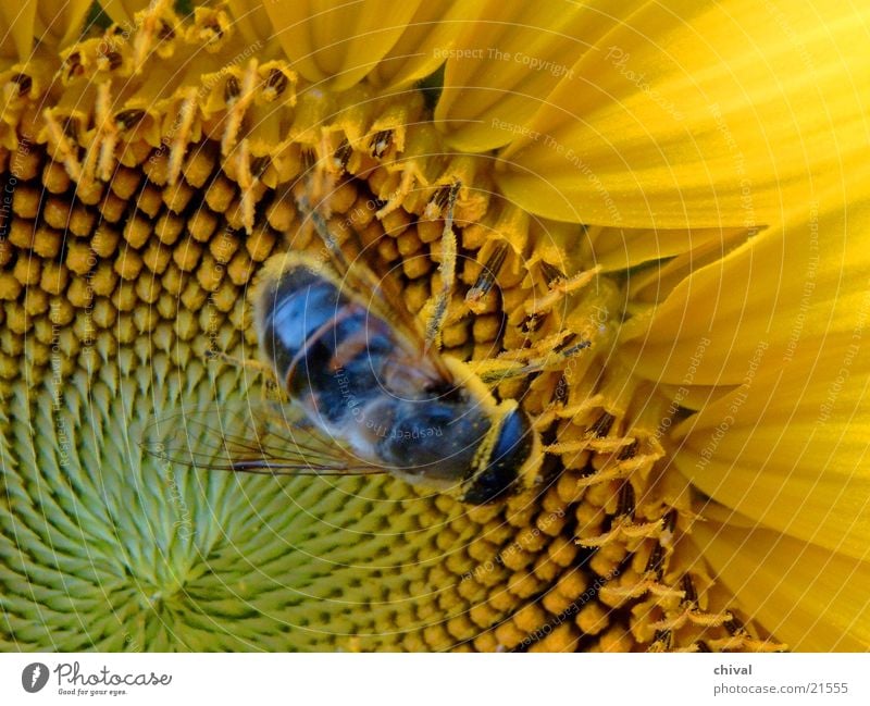 pollination Bee Insect Sunflower Yellow Close-up