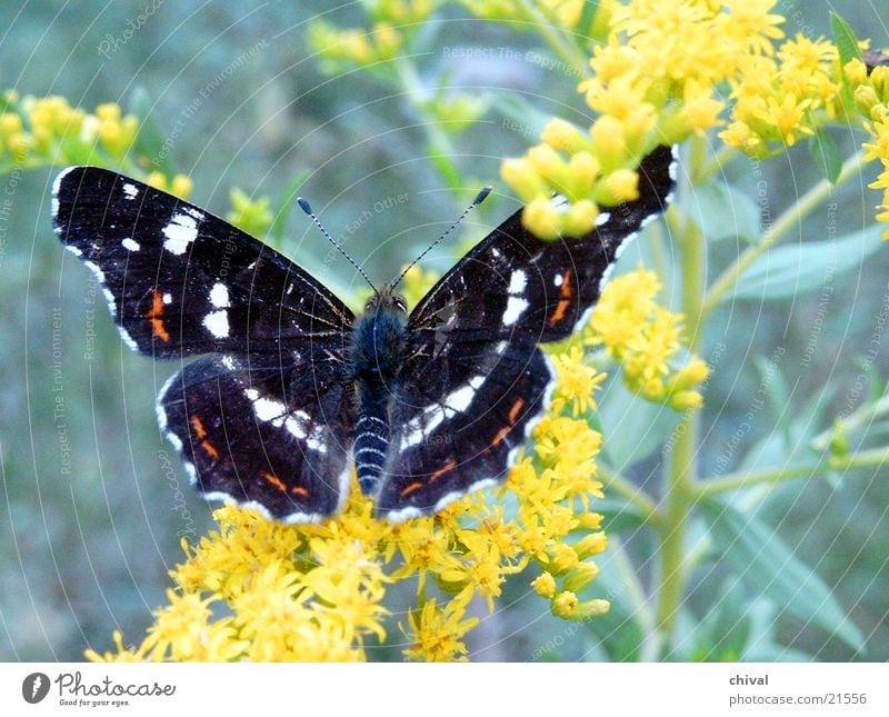 Antenna Butterfly Blossom Flower Map butterfly Close-up