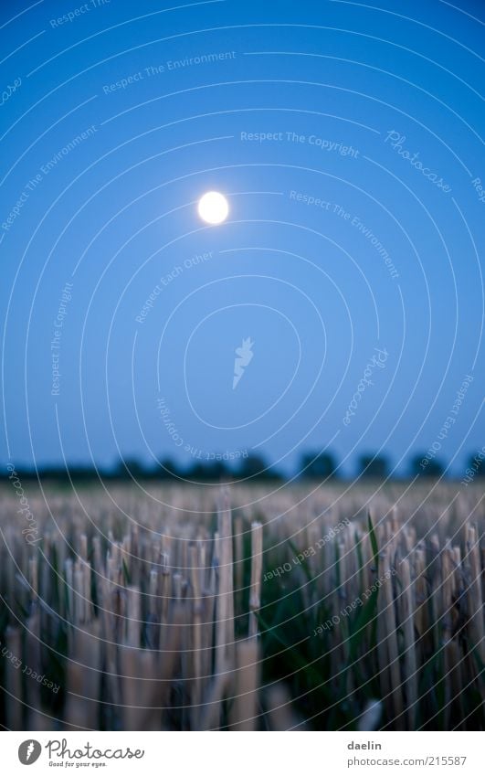 field at night Landscape Autumn Field Blue Harvest Wheat Wheatfield Evening Dusk Night Moon Moonlight Sky Close-up Colour photo Deserted Full  moon Dry