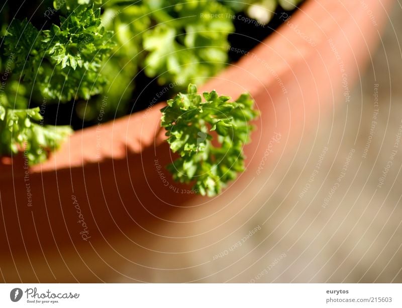 Peter Silie Herbs and spices Nature Plant Agricultural crop Healthy Green Parsley Pot plant Exterior shot Macro (Extreme close-up) Copy Space bottom Contrast