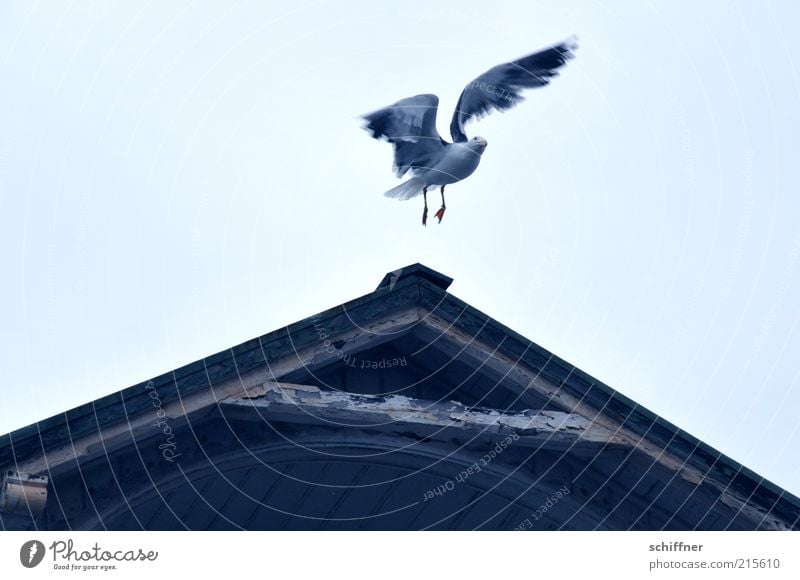 Me? Stay sitting? Forget it! Animal 1 Flying Judder Surprise Looking Wing Altitude flight Aloof Gable Wooden house Seagull Sky Deserted Subdued colour