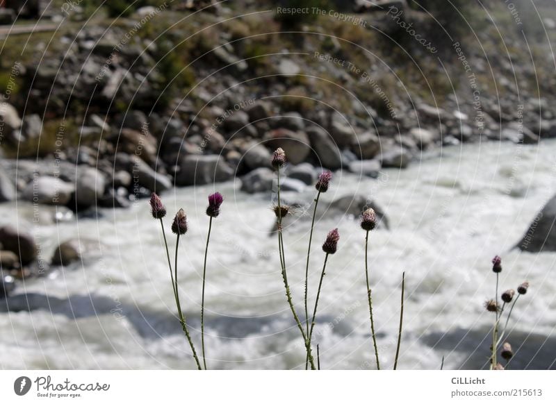 Caucasian flora Plant Earth Water Mountain River Joy Joie de vivre (Vitality) Spring fever Power Esthetic Caucasus Mountains Georgia Svanetia Mountain torrent