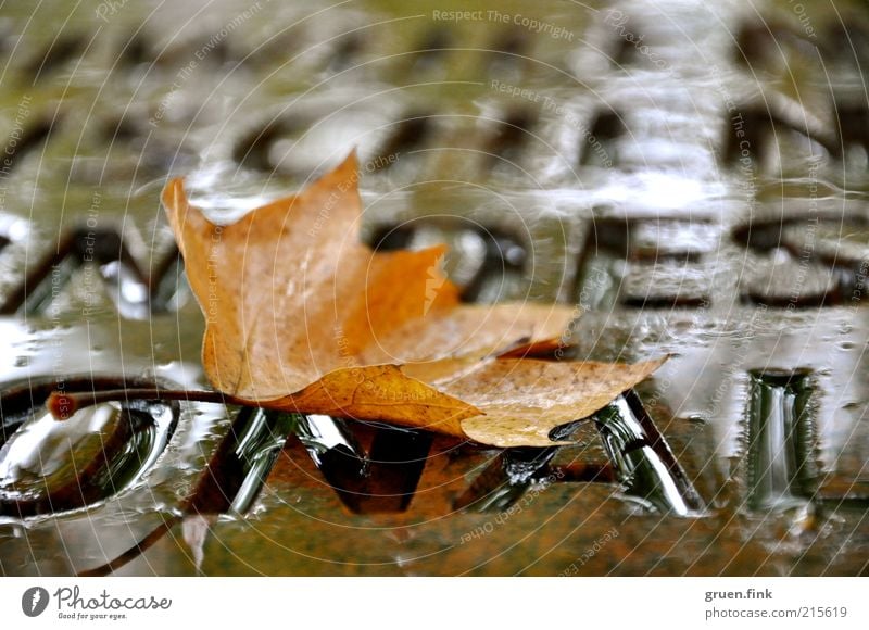 autumn word Water Autumn Bad weather Rain Leaf Monument Brown Beautiful Calm Elegant Transience Word Letters (alphabet) Characters Colour photo Exterior shot