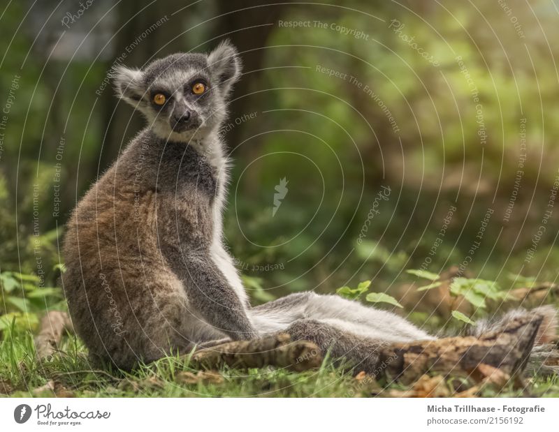 Little motivated Nature Animal Sun Sunlight Beautiful weather Tree Grass Animal face Pelt Monkeys Ring-tailed Lemur Half-apes Eyes Ear 1 Relaxation Glittering