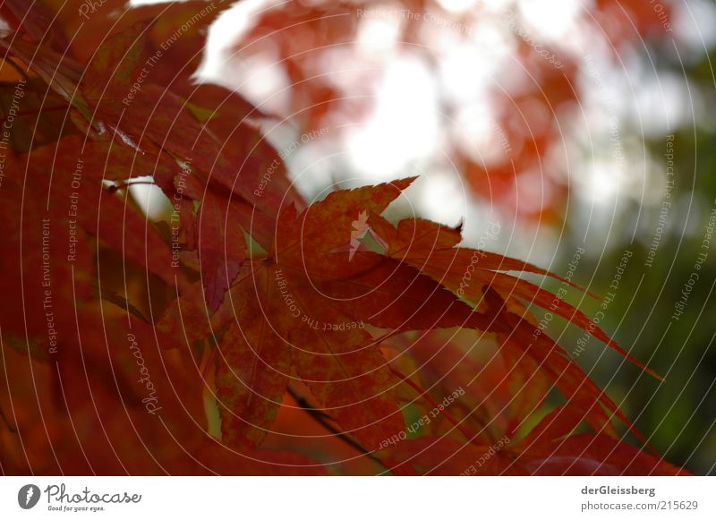 Is it autumn already? Nature Plant Autumn Beautiful weather Tree Leaf Green Red Calm Environment Colour photo Exterior shot Close-up Deserted Copy Space top