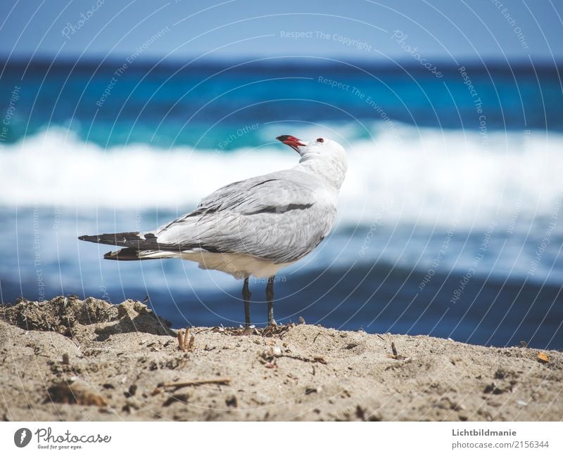 shoulder look Joy Vacation & Travel Trip Far-off places Sightseeing Summer vacation Sunbathing Ocean Nature Animal Sand Water Beautiful weather Wind Waves Coast