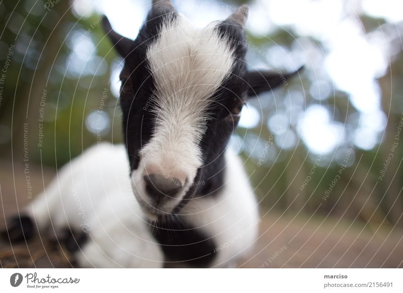 goat Animal Farm animal Wild animal Animal face Zoo Petting zoo Goats 1 Baby animal Feeding Lie Near Cute Black White Love of animals Environment