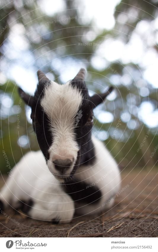 goat Animal Farm animal Wild animal Pelt Zoo Petting zoo Goats 1 Baby animal Lie Beautiful Cute Soft Black White Love of animals Environment